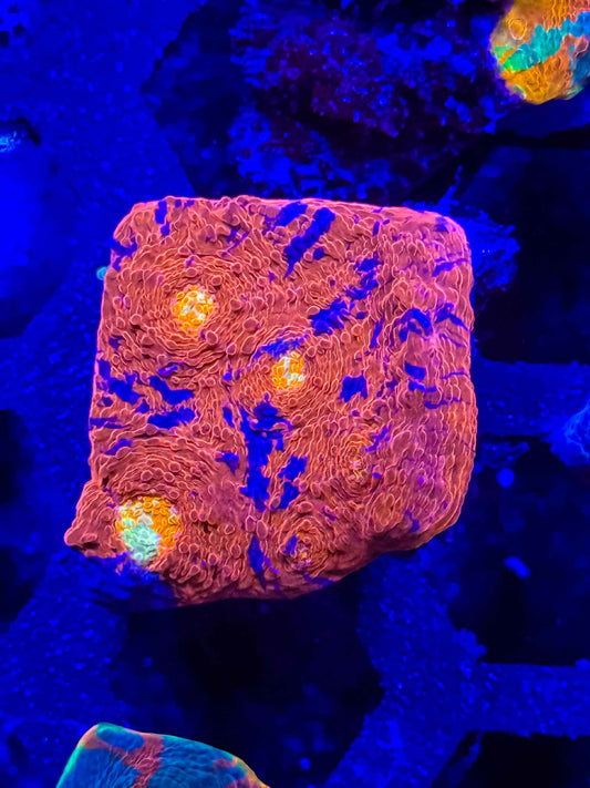 Rainbow Chalice
