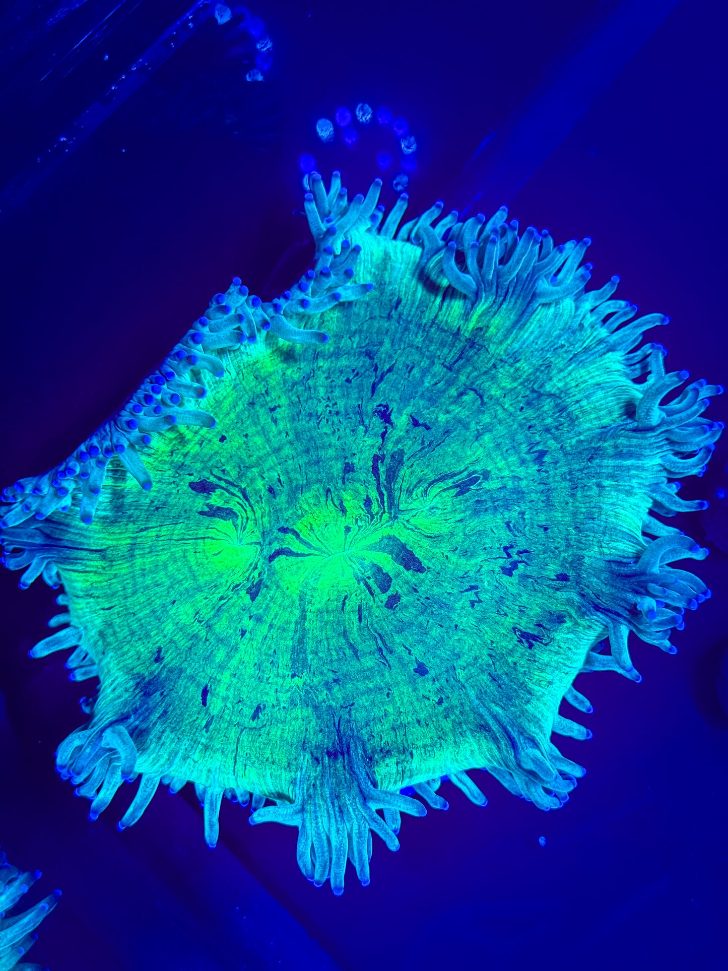 Blue Tip Elegance Coral
