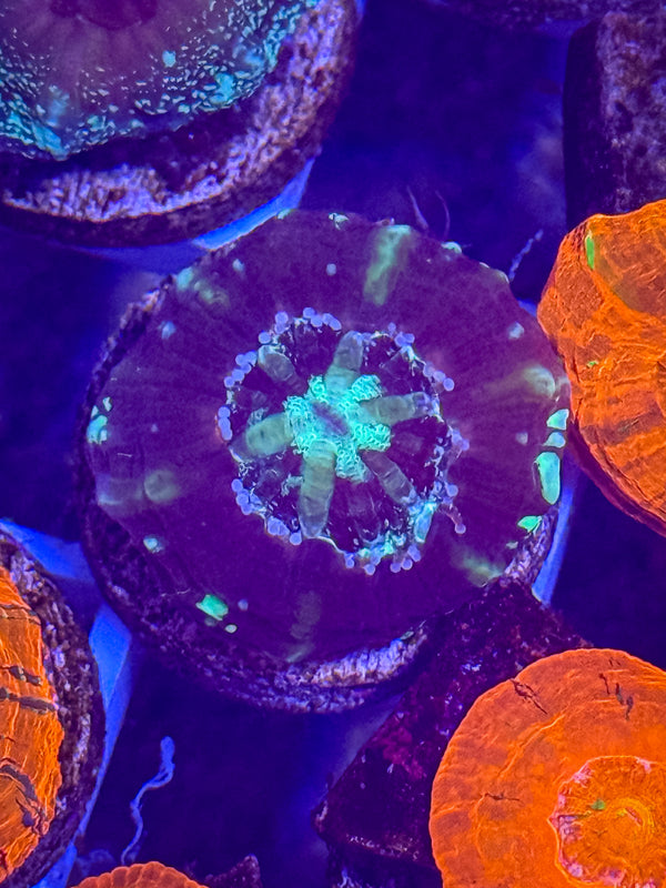 Captive Spawned Scolymia