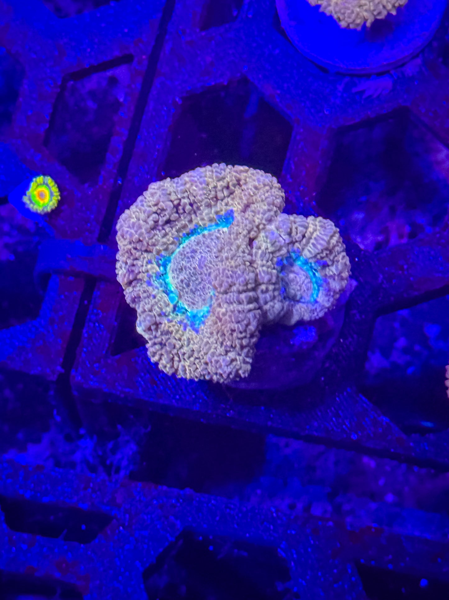 Malaysian Acan Lord