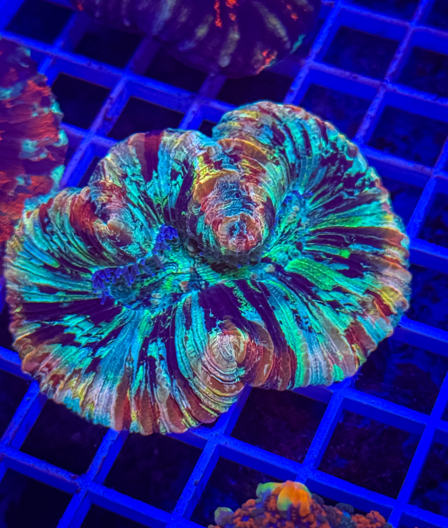 Rainbow Trachy