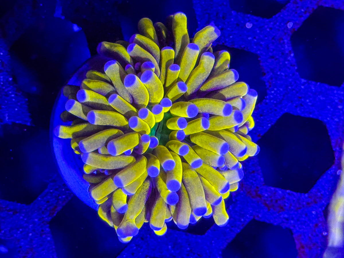 Banana Grail Torch Coral – WYSIWYG