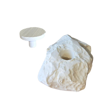 nan coral frag – live coral frag | Gem State Corals