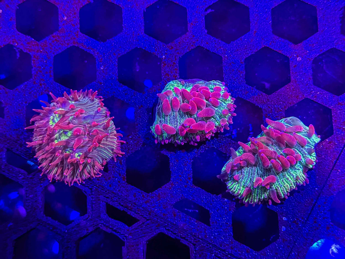 Watermelon Diaseris Plate Coral – Almost WYSIWYG