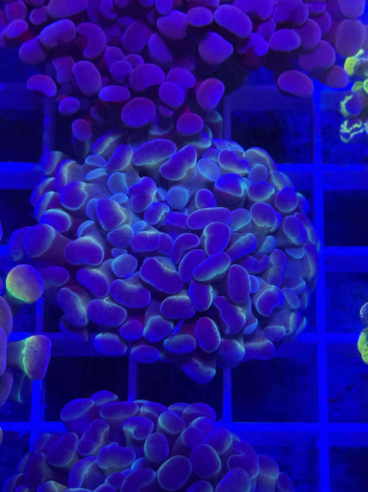 Reverse Hologram Hammer