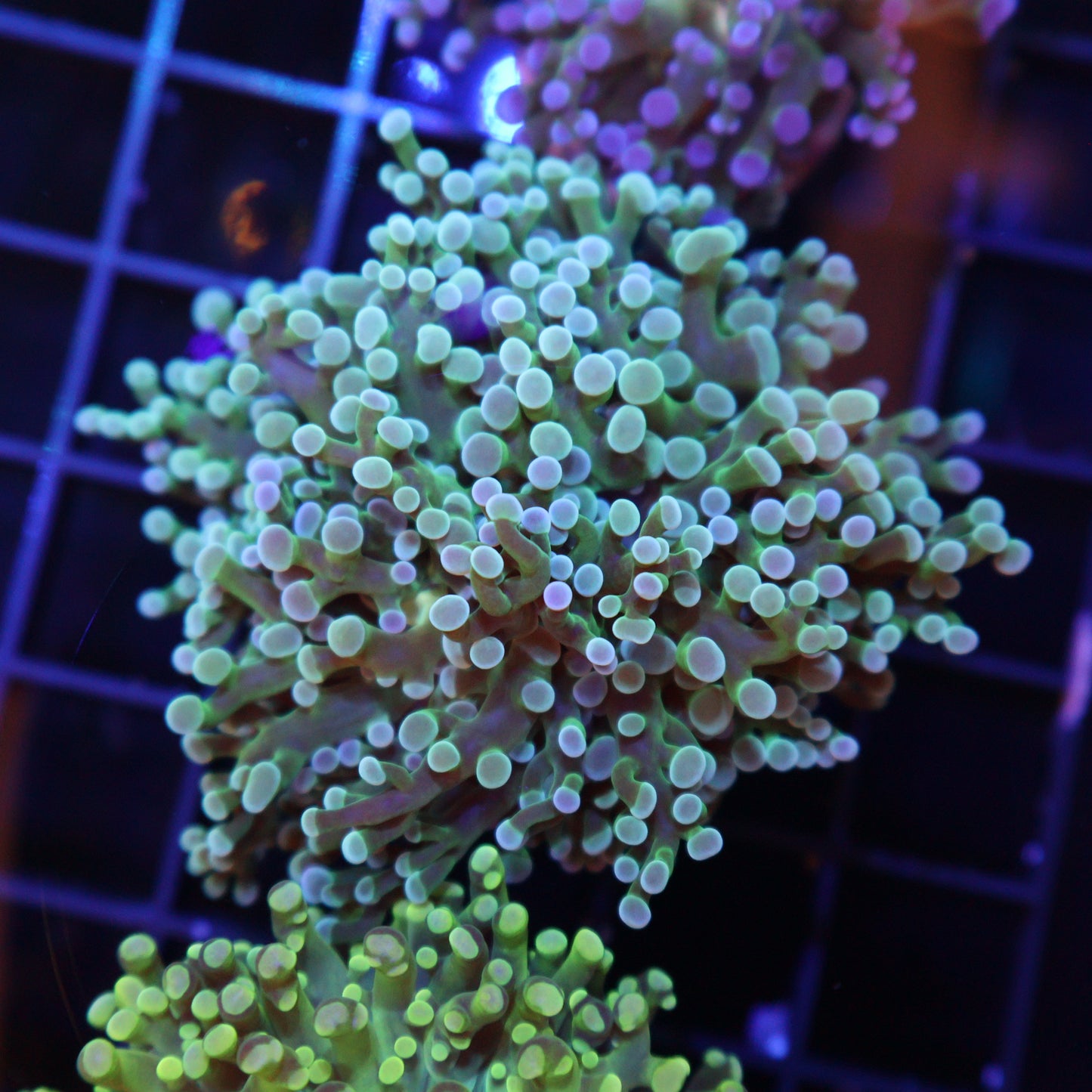GS Frogspawn