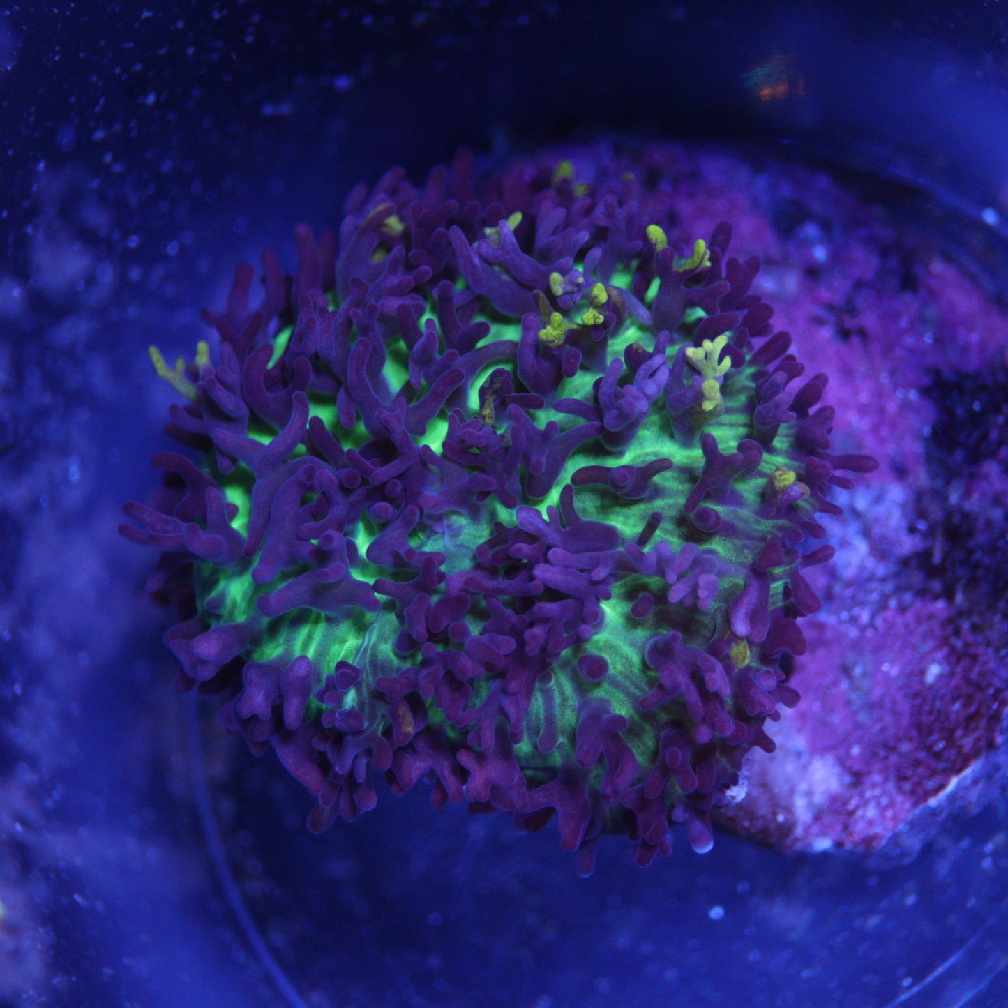 GS Magic Carpet Mushroom