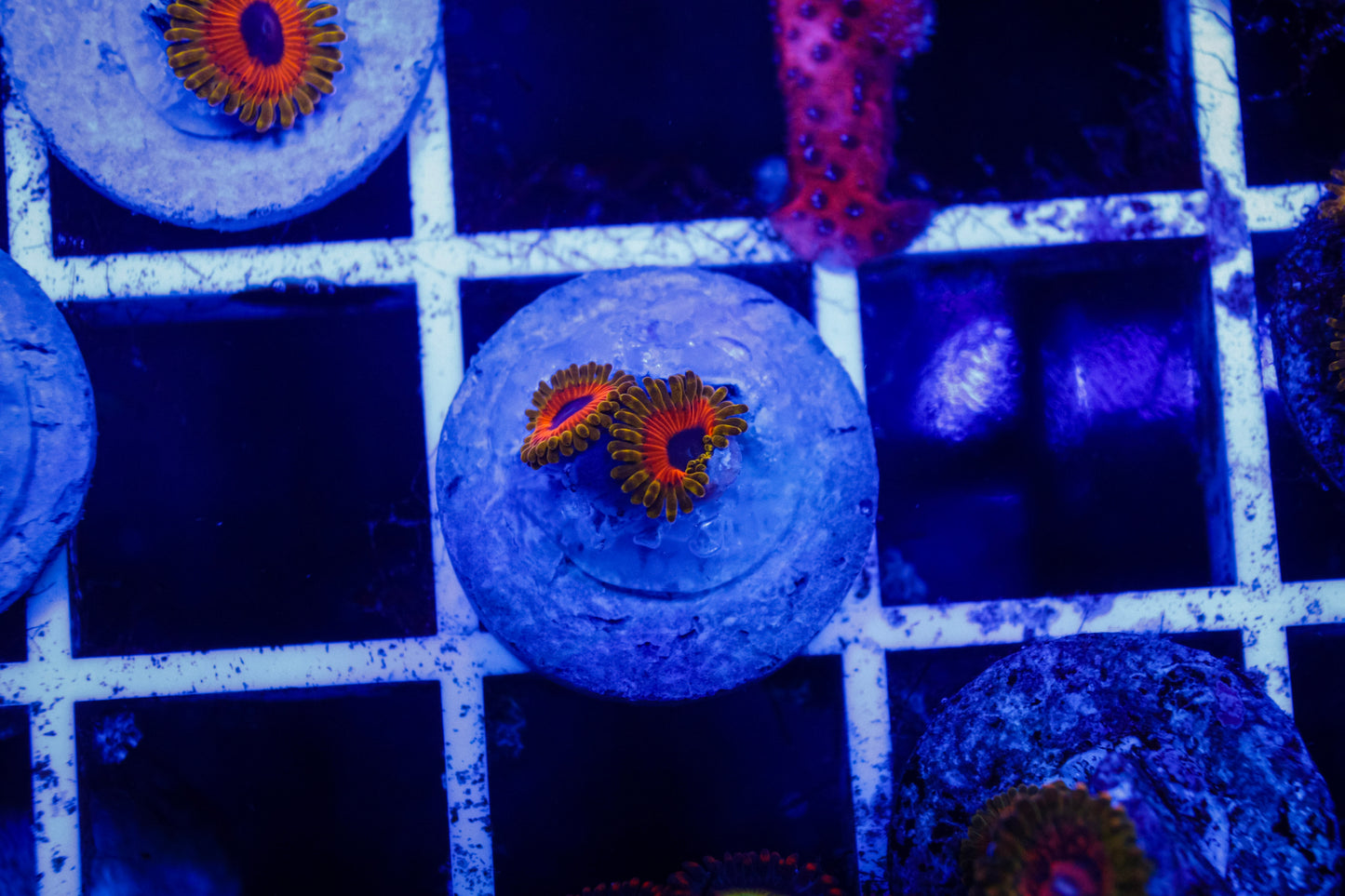 Great Owl Zoa (2 Polyp)
