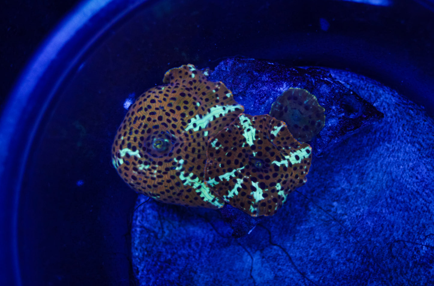 GS Leopard Mushrooms