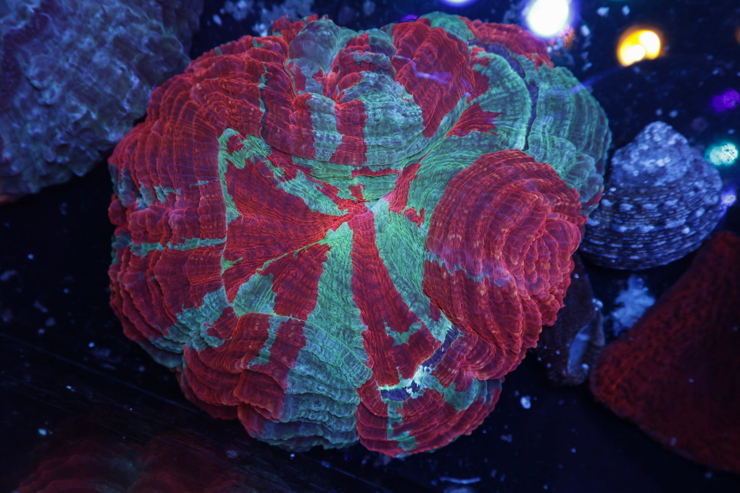 Acanthophyllia