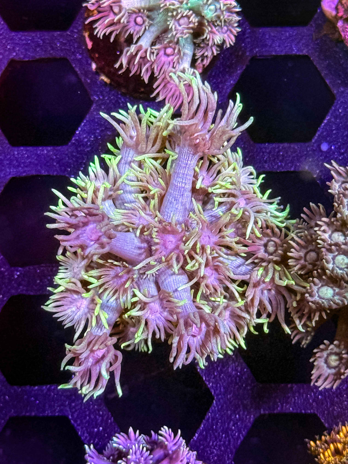 Goniopora – WYSIWYG #10