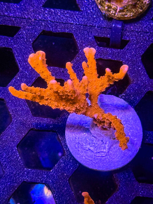 Jake Adams' Manila Spy Montipora – WYSIWYG #4