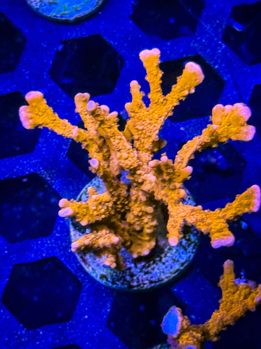 Jake Adams' Manila Spy Montipora – WYSIWYG #2