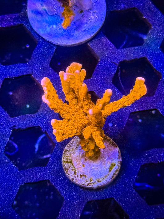 Jake Adams' Manila Spy Montipora – WYSIWYG #1