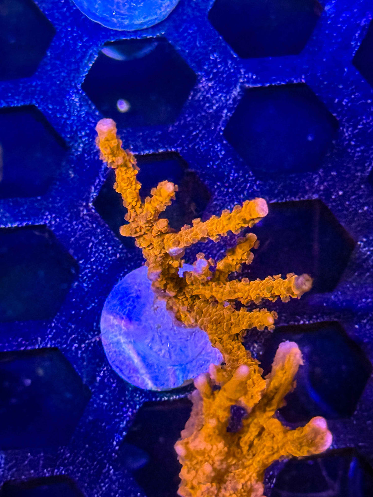 Jake Adams' Manila Spy Montipora – WYSIWYG #3
