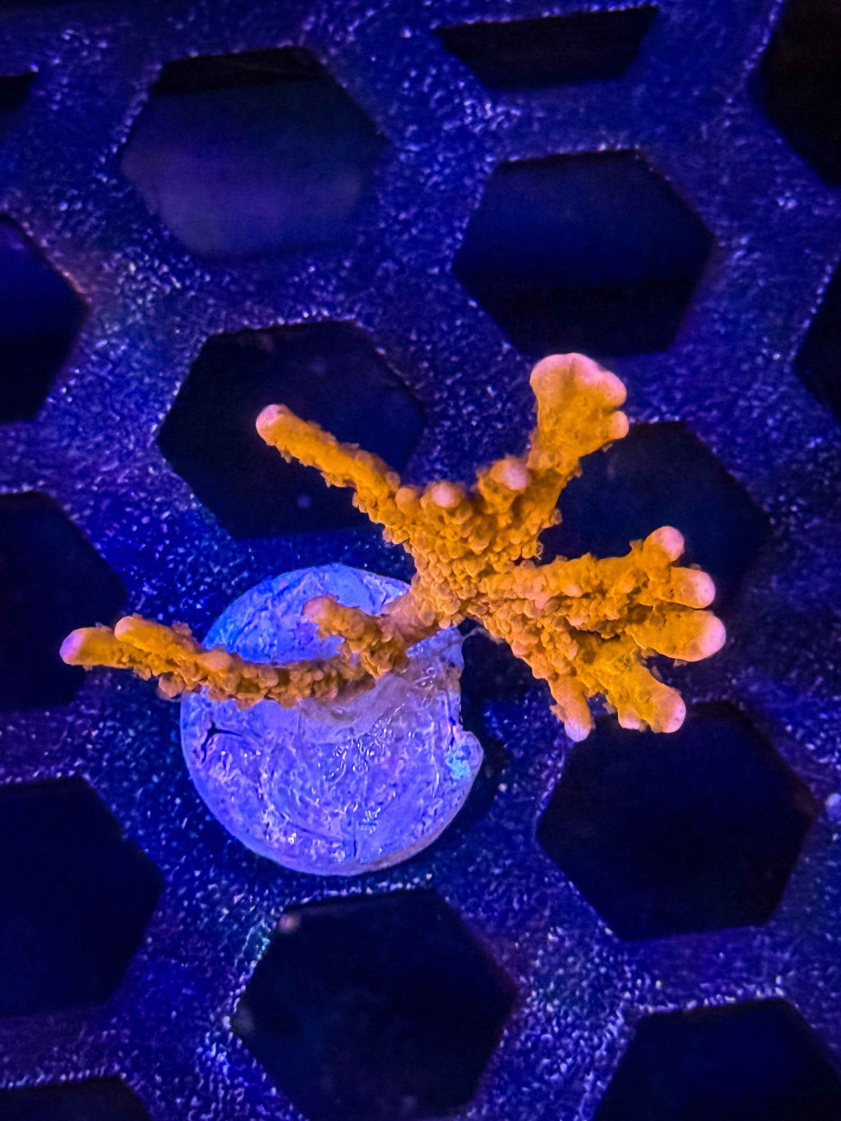 Jake Adams' Manila Spy Montipora – WYSIWYG #5