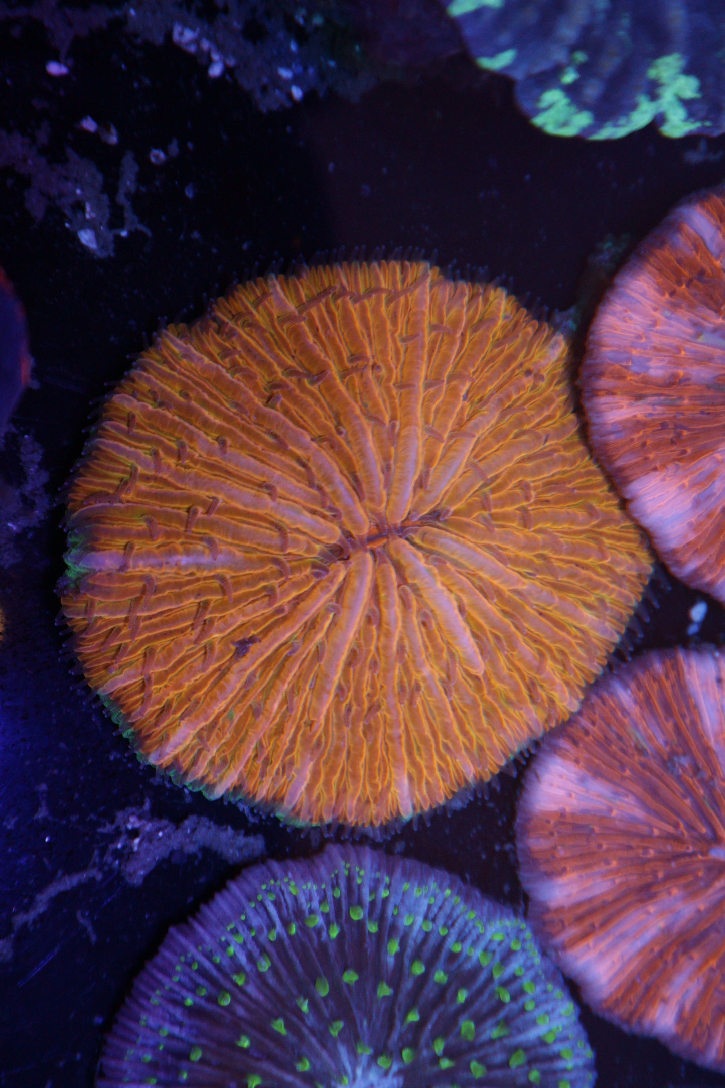 Malaysian Rainbow Fungia Plate
