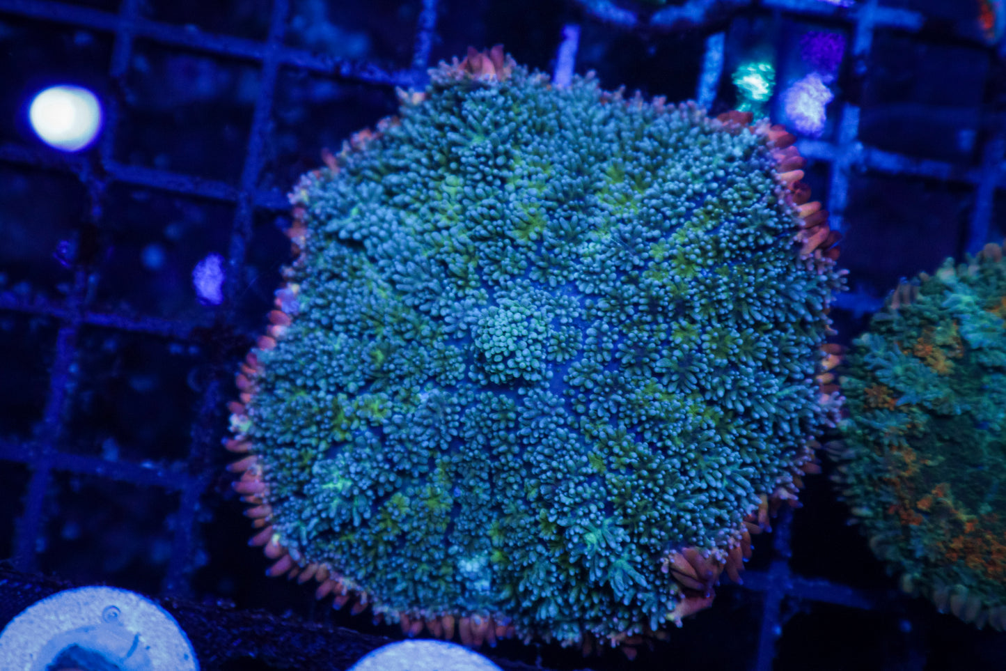 Frankenstein Mushroom