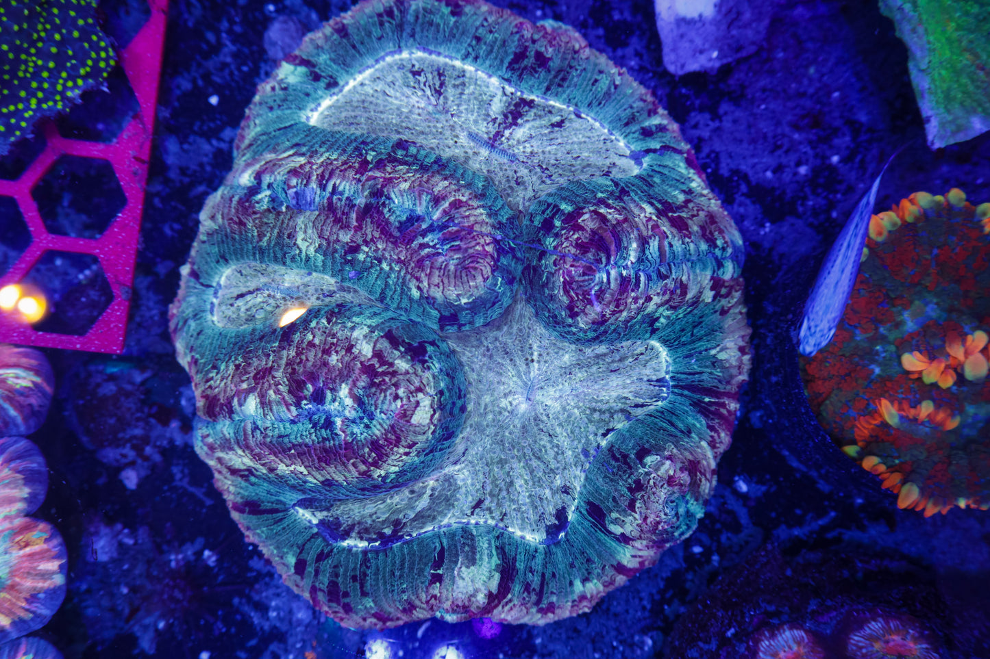 Indo Rainbow Wellsophyllia