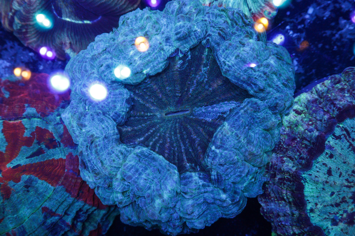 Electric Blue Indo Acanthophyllia