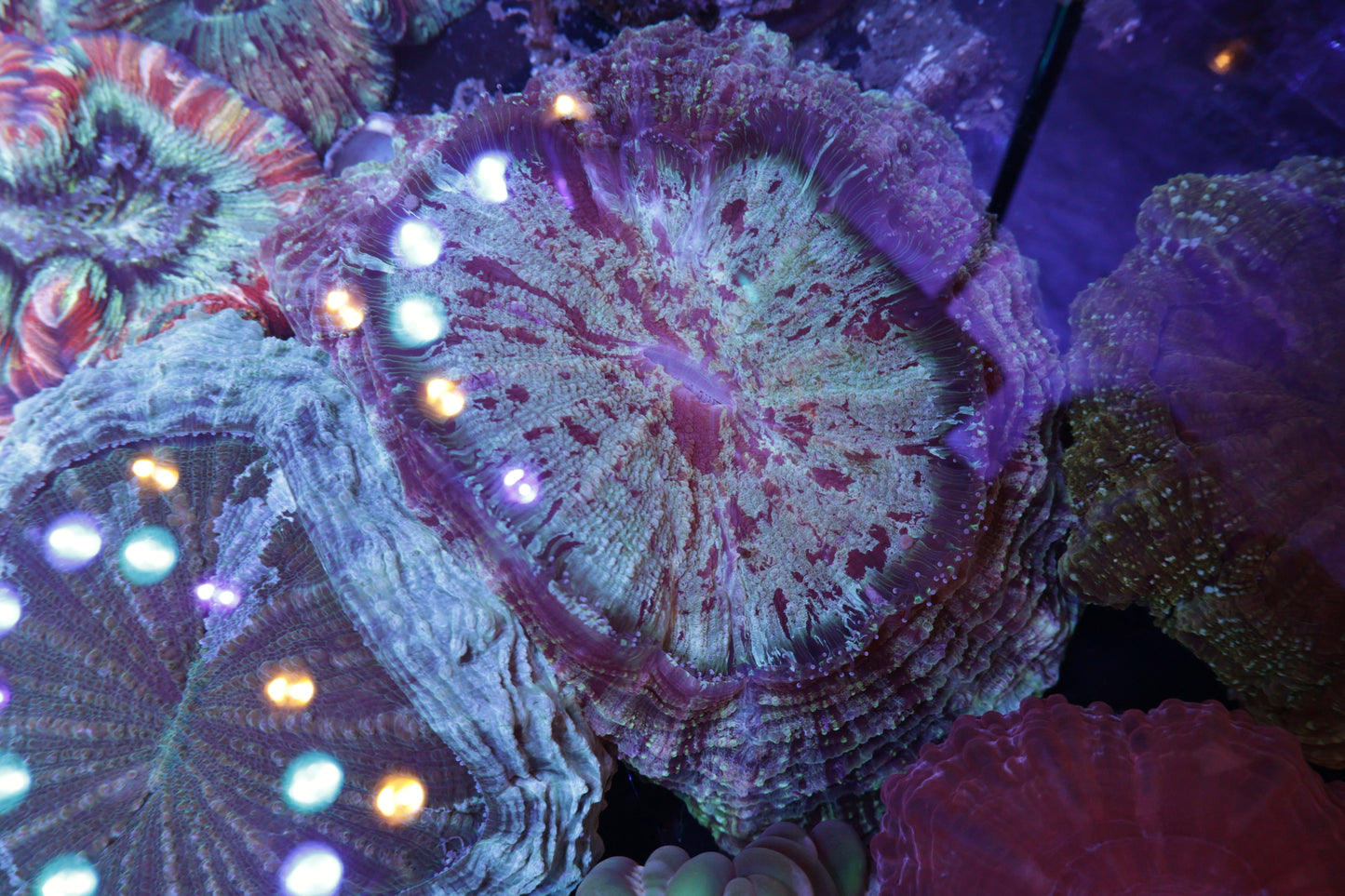 Indo Rainbow Acanthophyllia