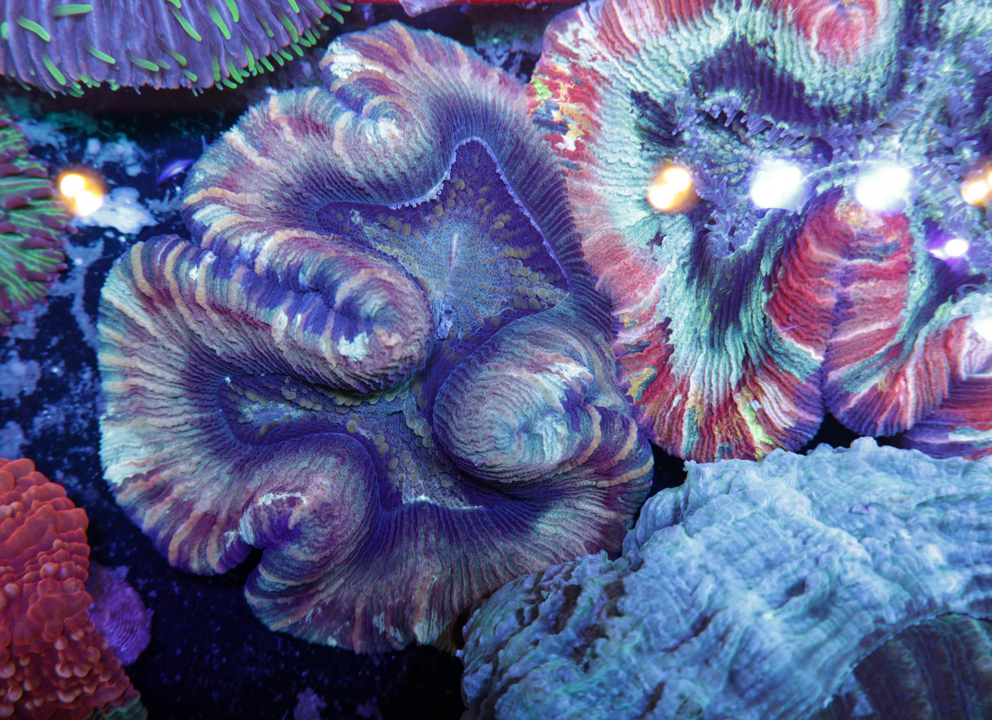 Indo Rainbow Wellsophyllia