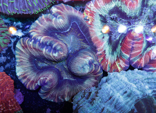 Indo Rainbow Wellsophyllia