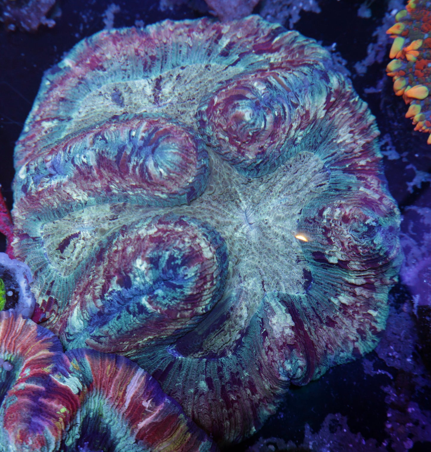 Indo Rainbow Wellsophyllia