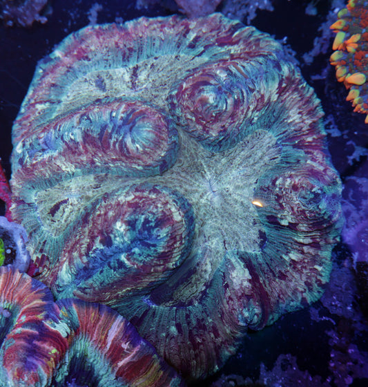 Indo Rainbow Wellsophyllia