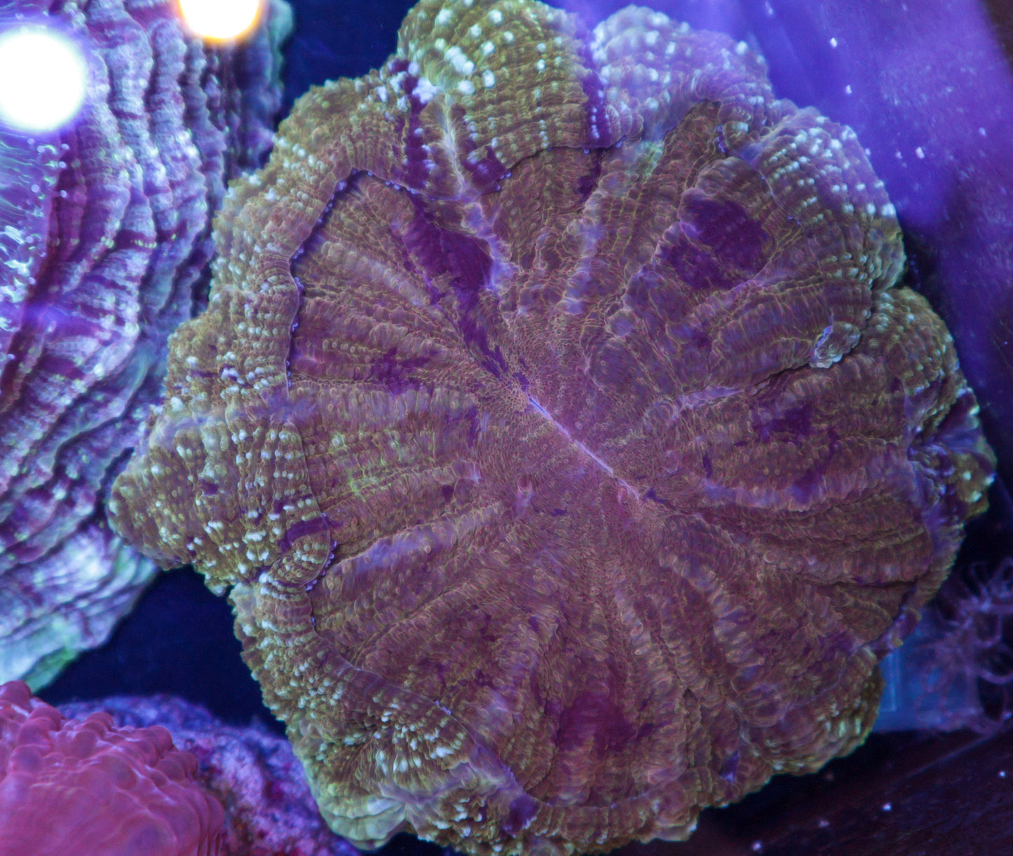 Indo Rainbow Acanthophyllia