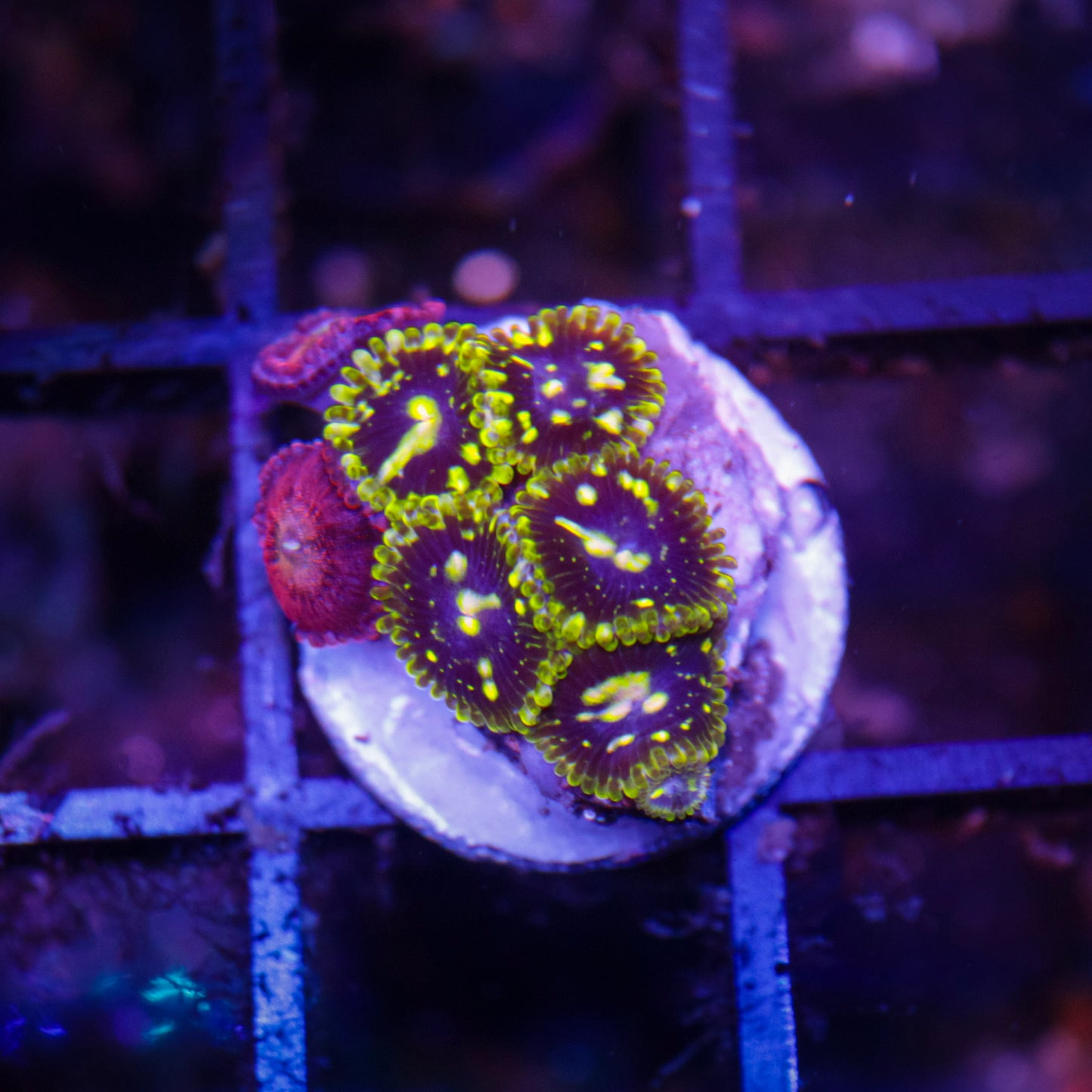 Exospheres Zoas