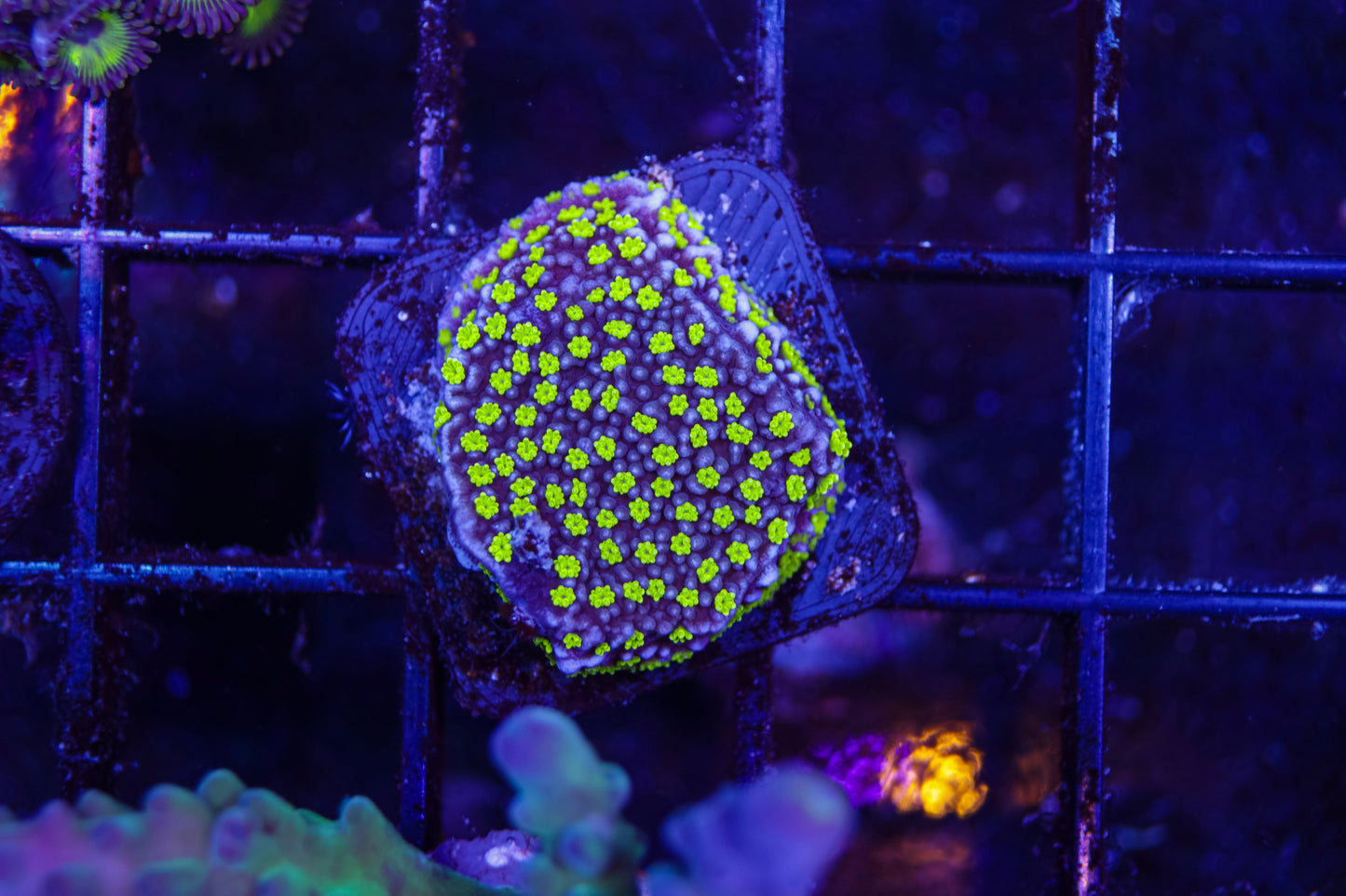 Star Wars Montipora