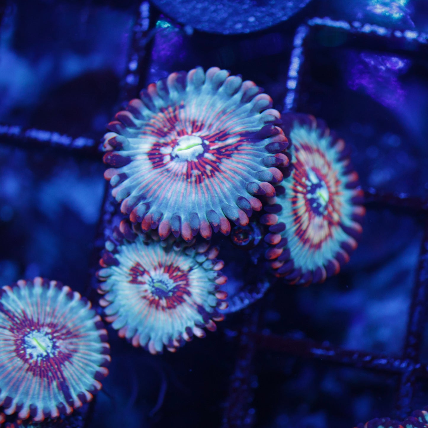 CB White Zombie Zoas