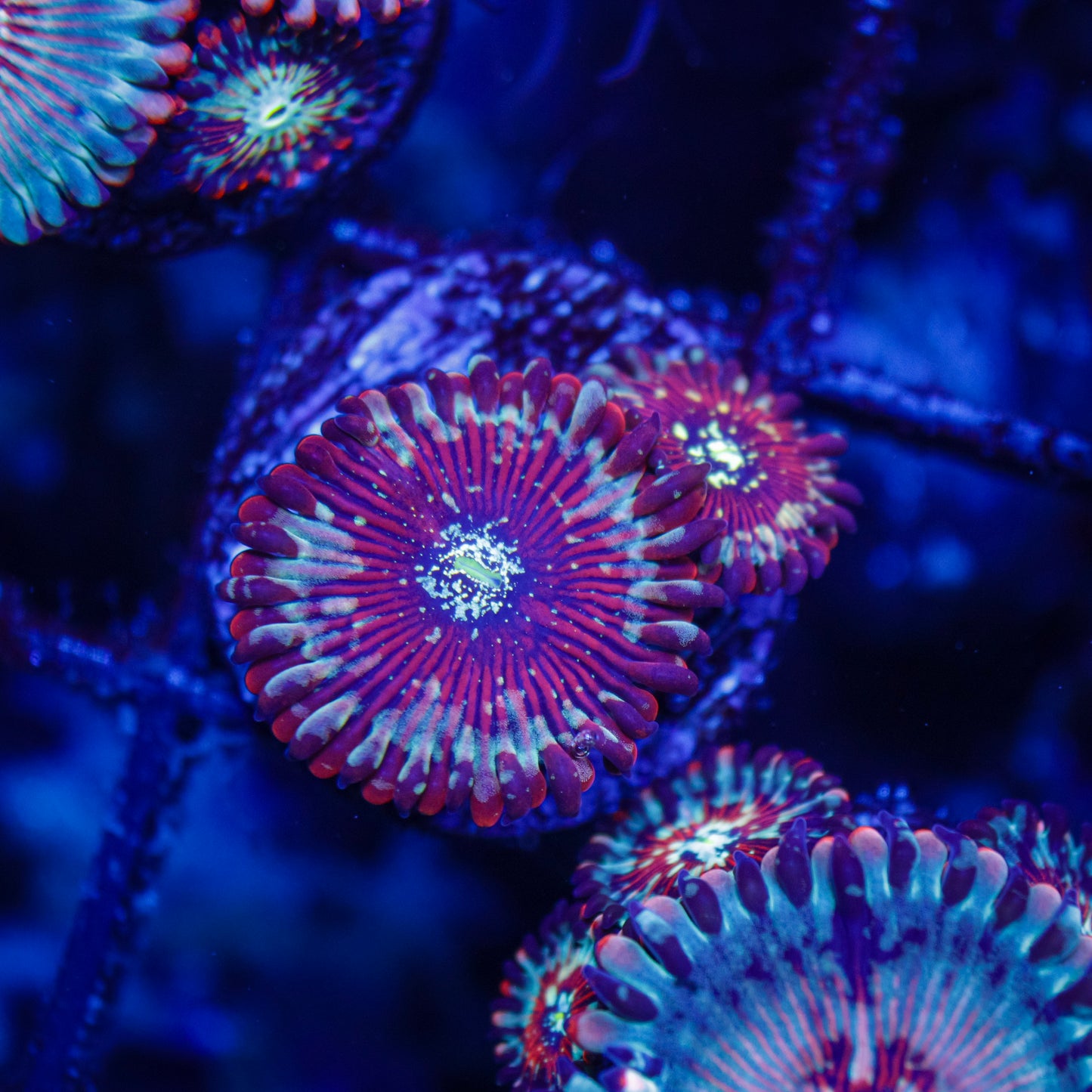 Magicians Zoas