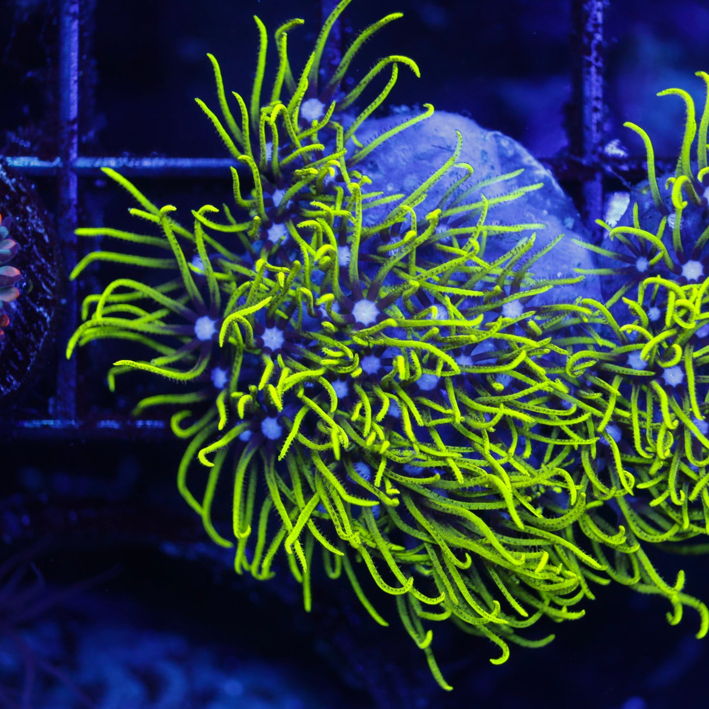 Neon GSP