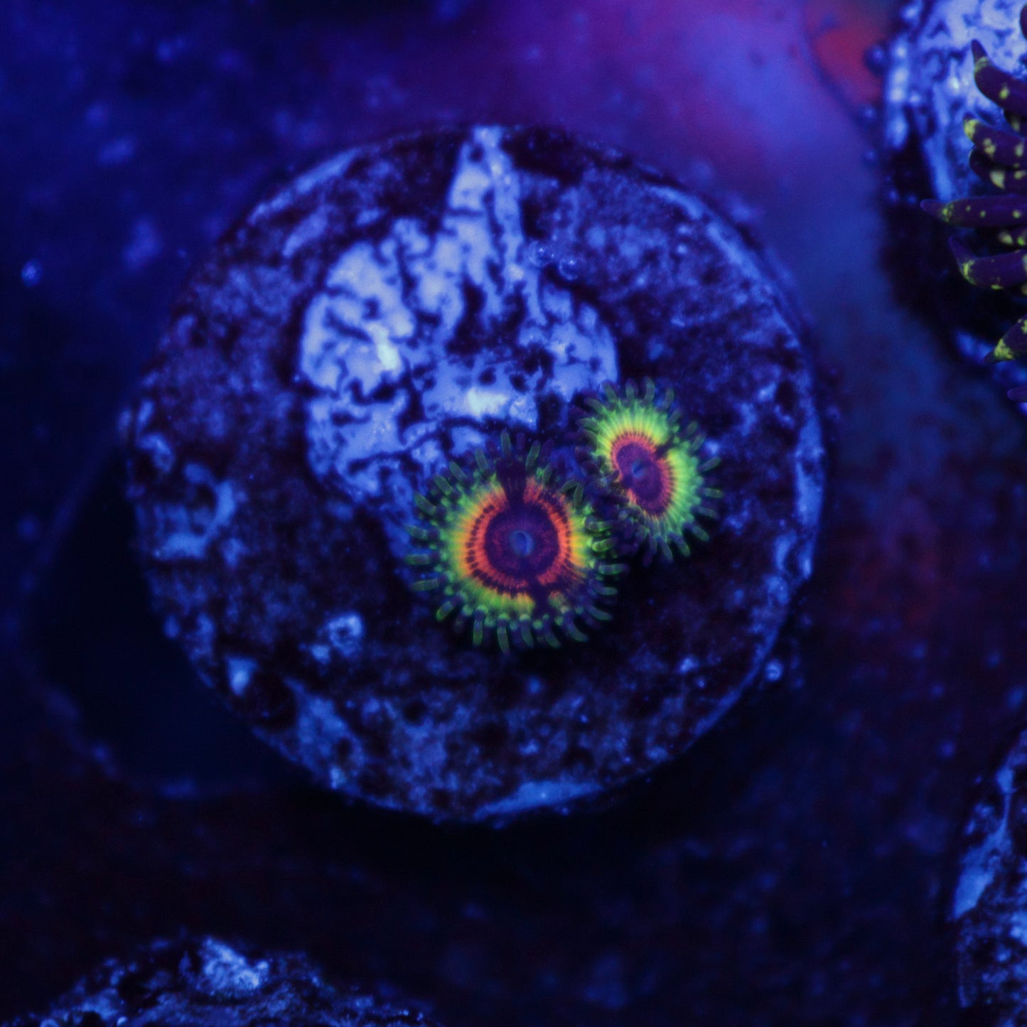 Little Shops of Horrors (LSOH) Zoas