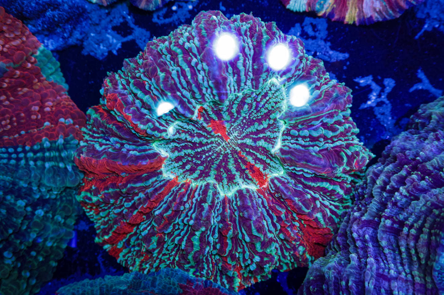 GS Mind Melt Acanthophyllia