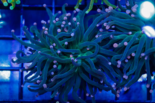 Indo Pink Tip Torch