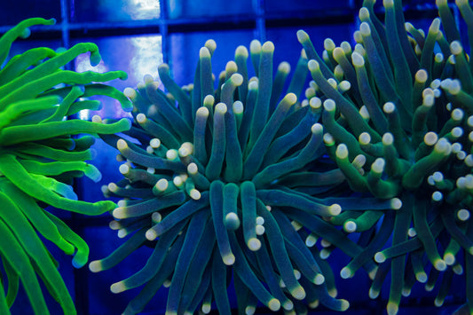 Indo Yellow Tip Torch