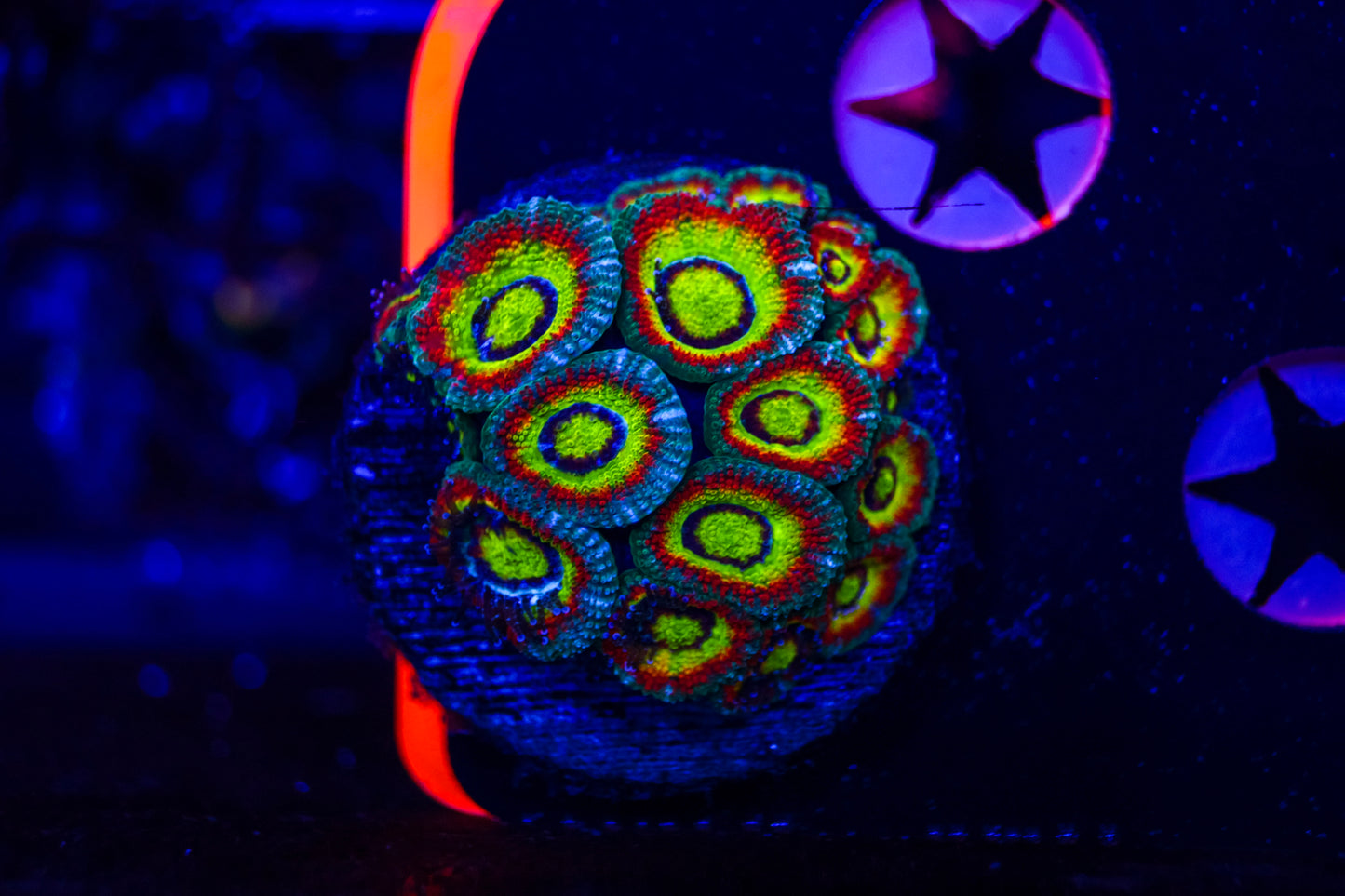 Holy Grail Micromussa