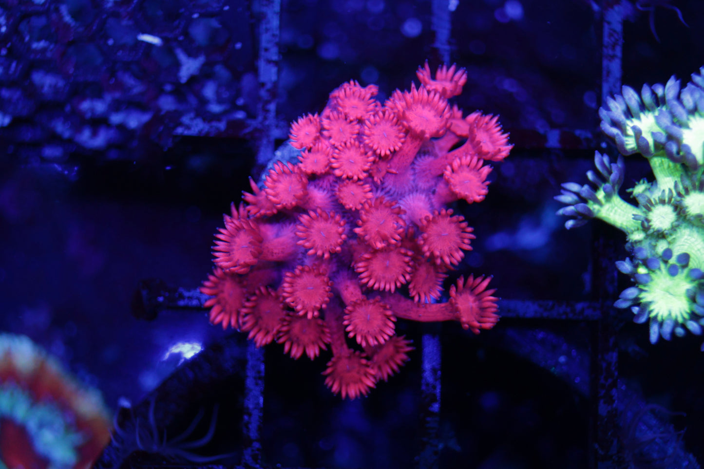 Red Goni