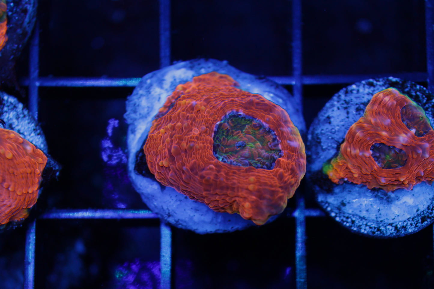 Agent Orange Acan Echinata