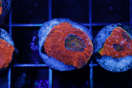 Agent Orange Acan Echinata