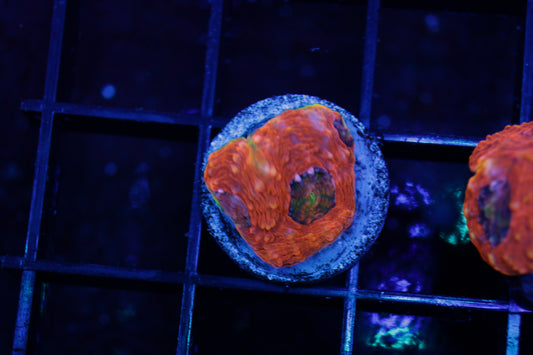 Agent Orange Acan Echinata