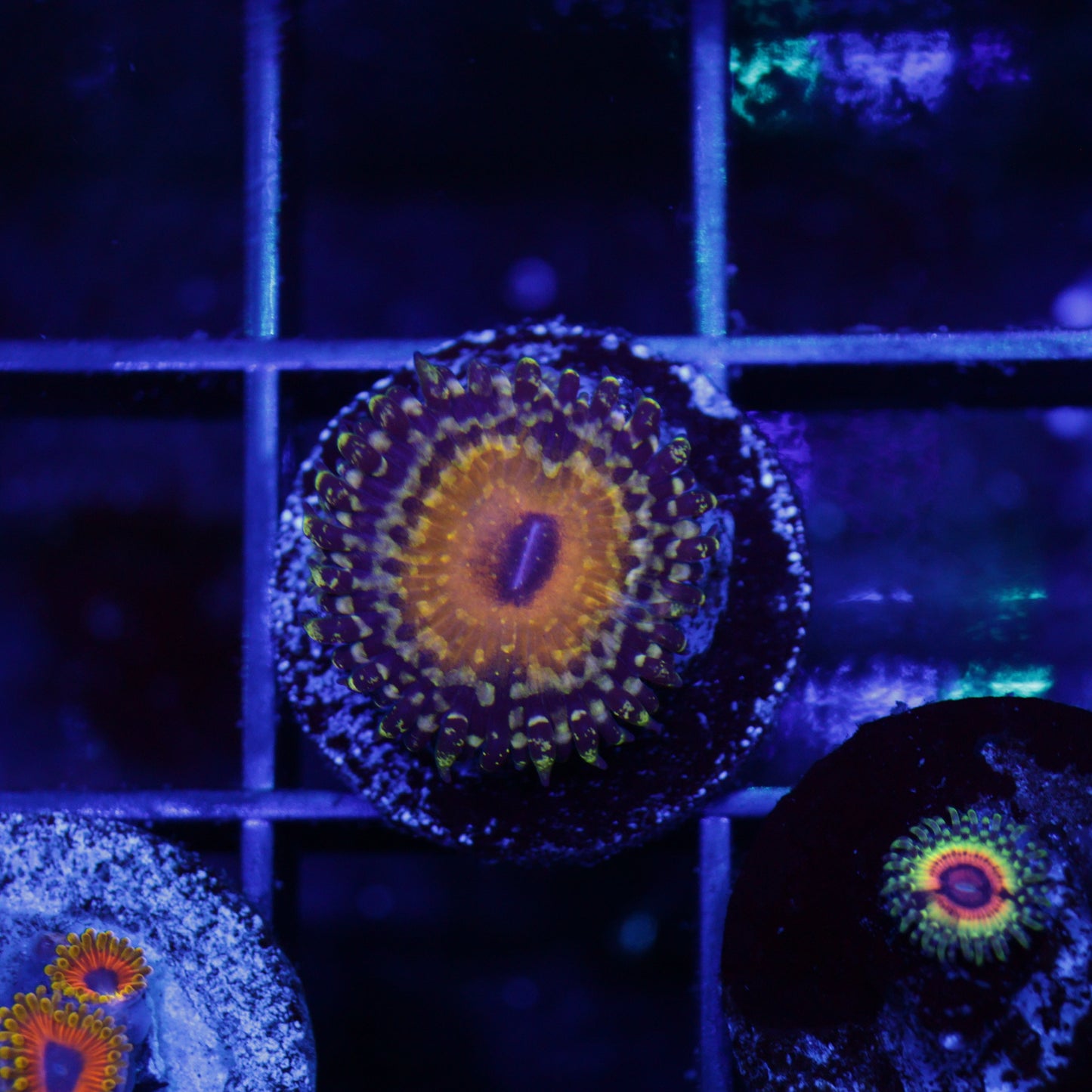 Godbeast Zoa
