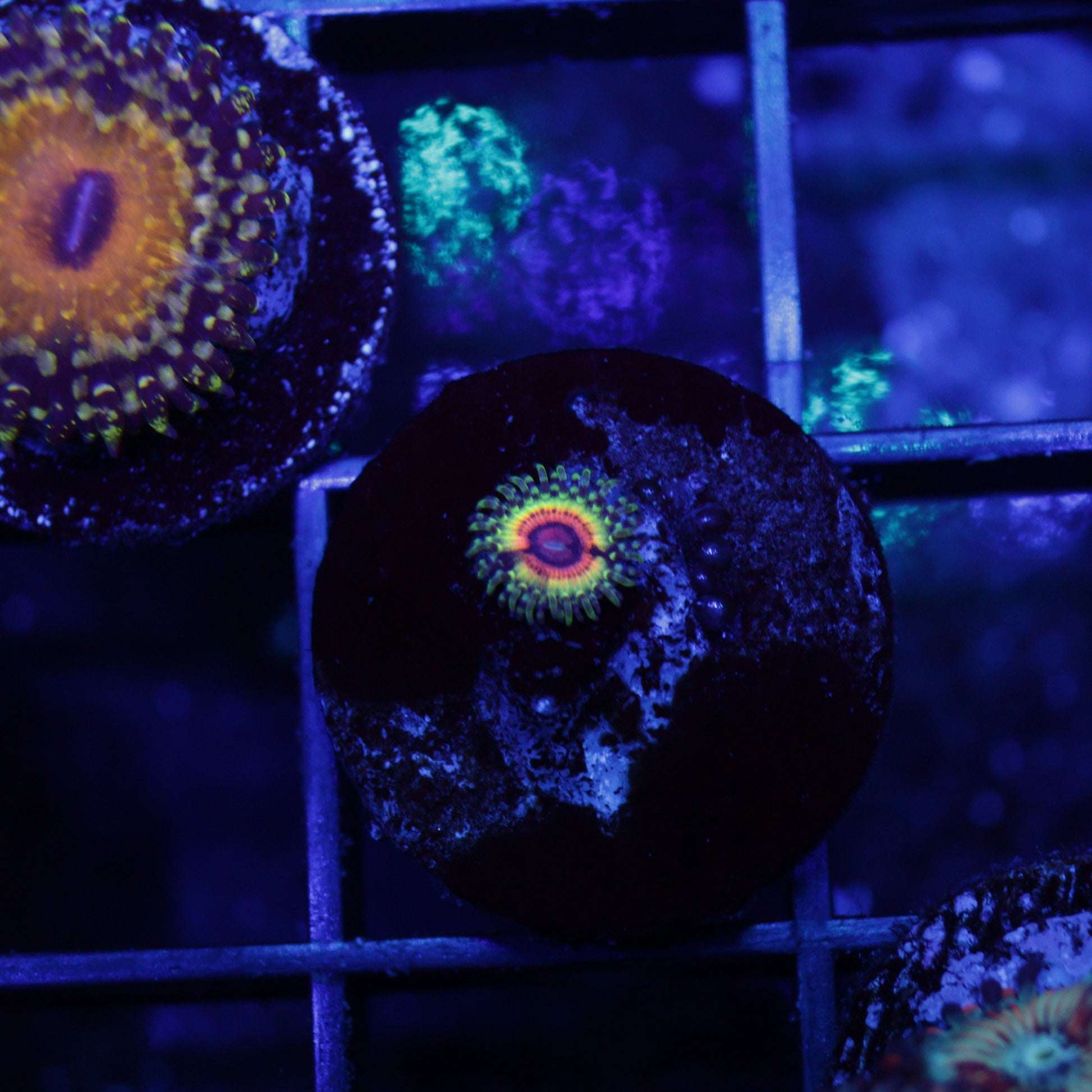 lsoh zoa