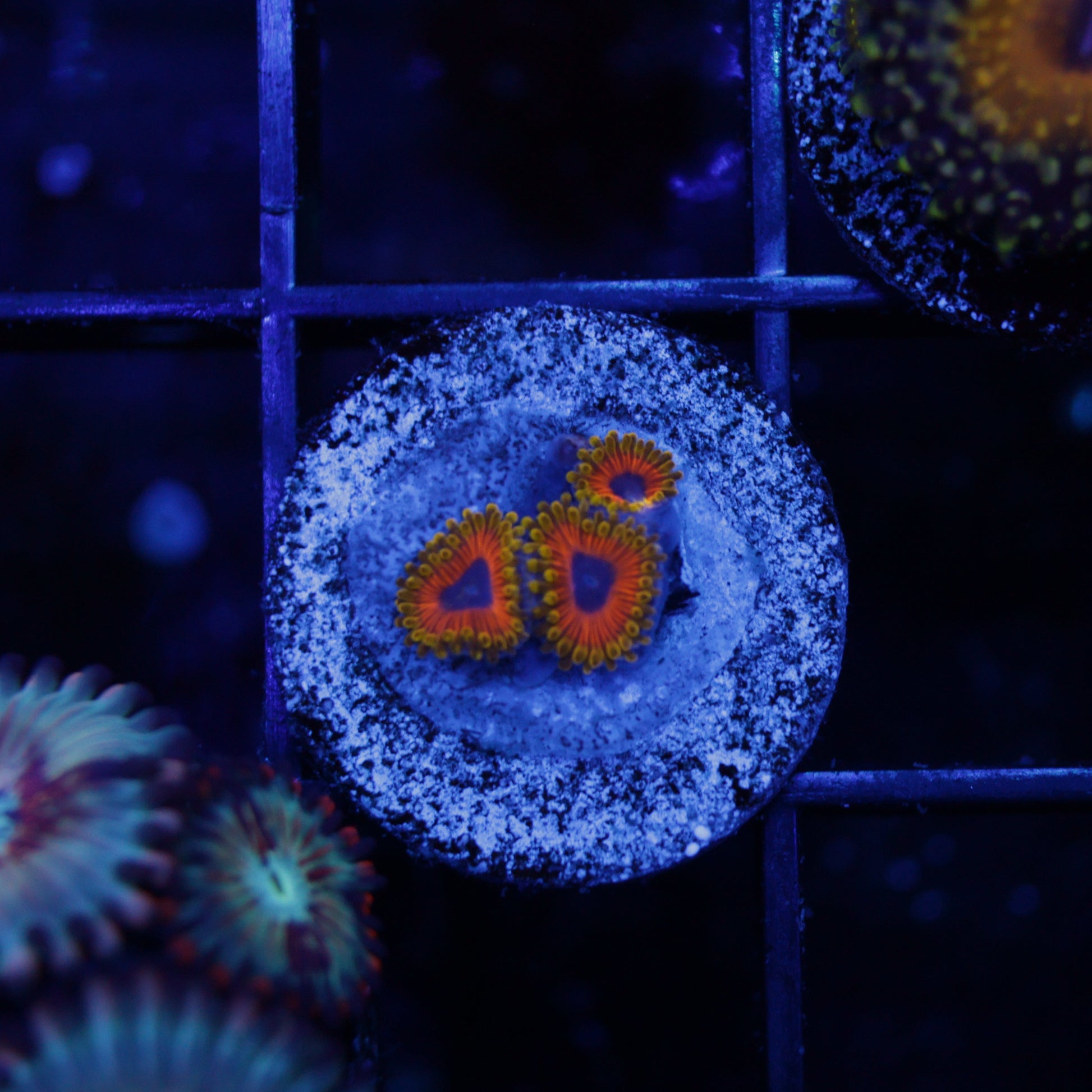 GREAT OWL ZOAS