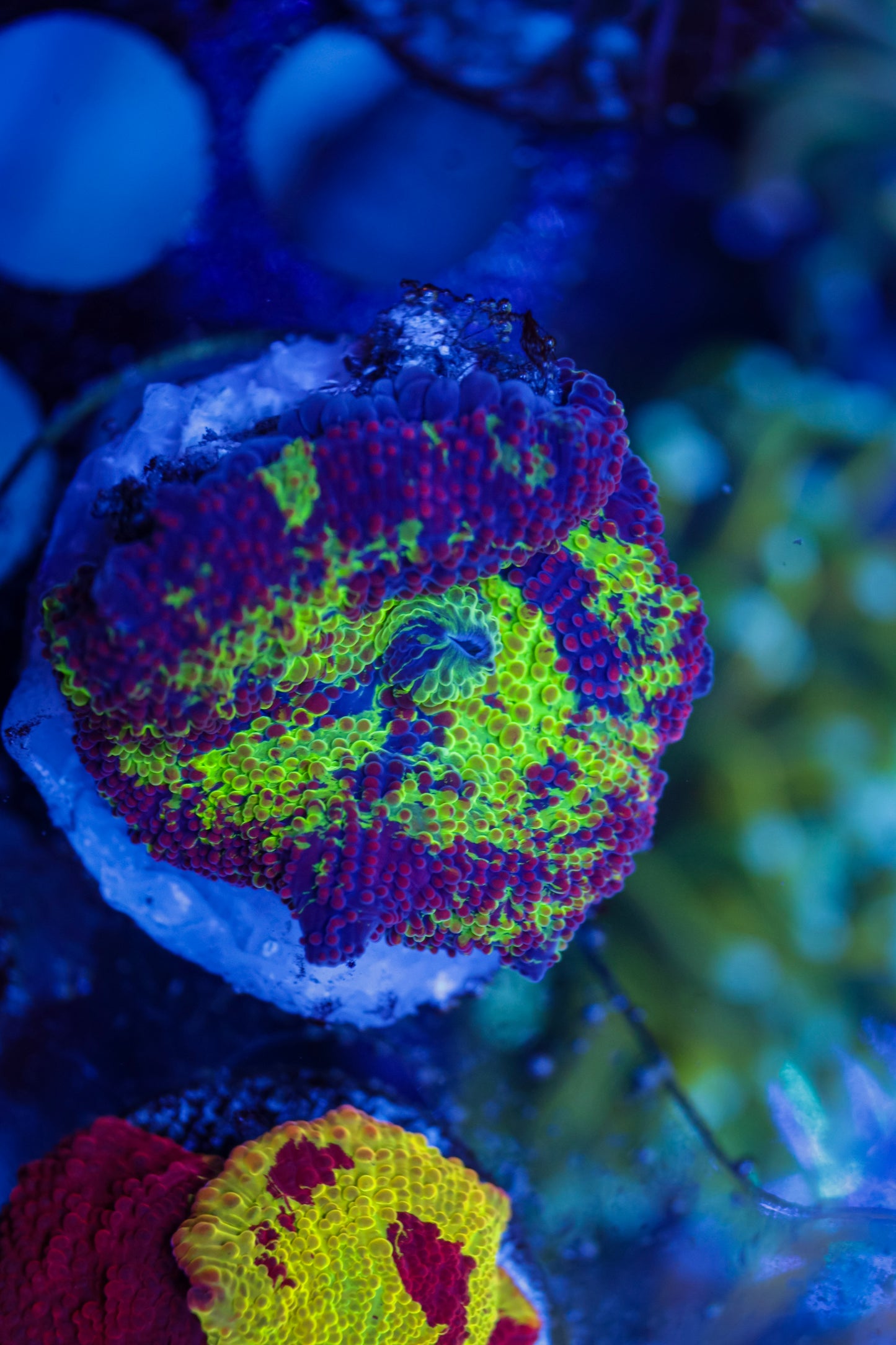 Electus Jawbreaker Mushroom