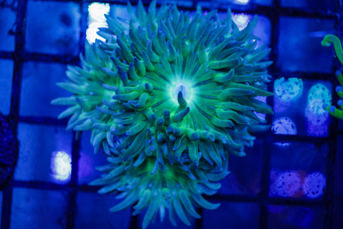 Duncan Coral w/ Green Base
