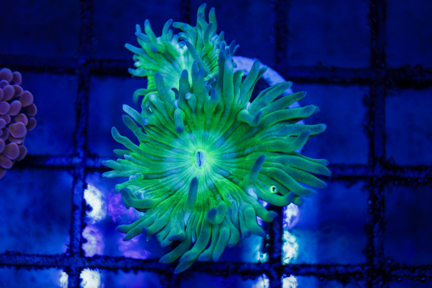 Duncan Coral w/ Green Base
